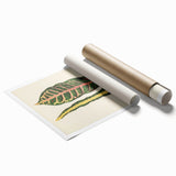 Romanticism Art: Croton Botanical Illustration for Classic Decor