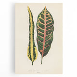 Romanticism Art: Croton Botanical Illustration for Classic Decor