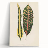 Romanticism Art: Croton Botanical Illustration for Classic Decor
