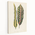 Romanticism Art: Croton Botanical Illustration for Classic Decor