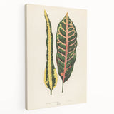 Romanticism Art: Croton Botanical Illustration for Classic Decor