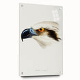 Romanticism Art: White-Headed Osprey Wildlife Illustration