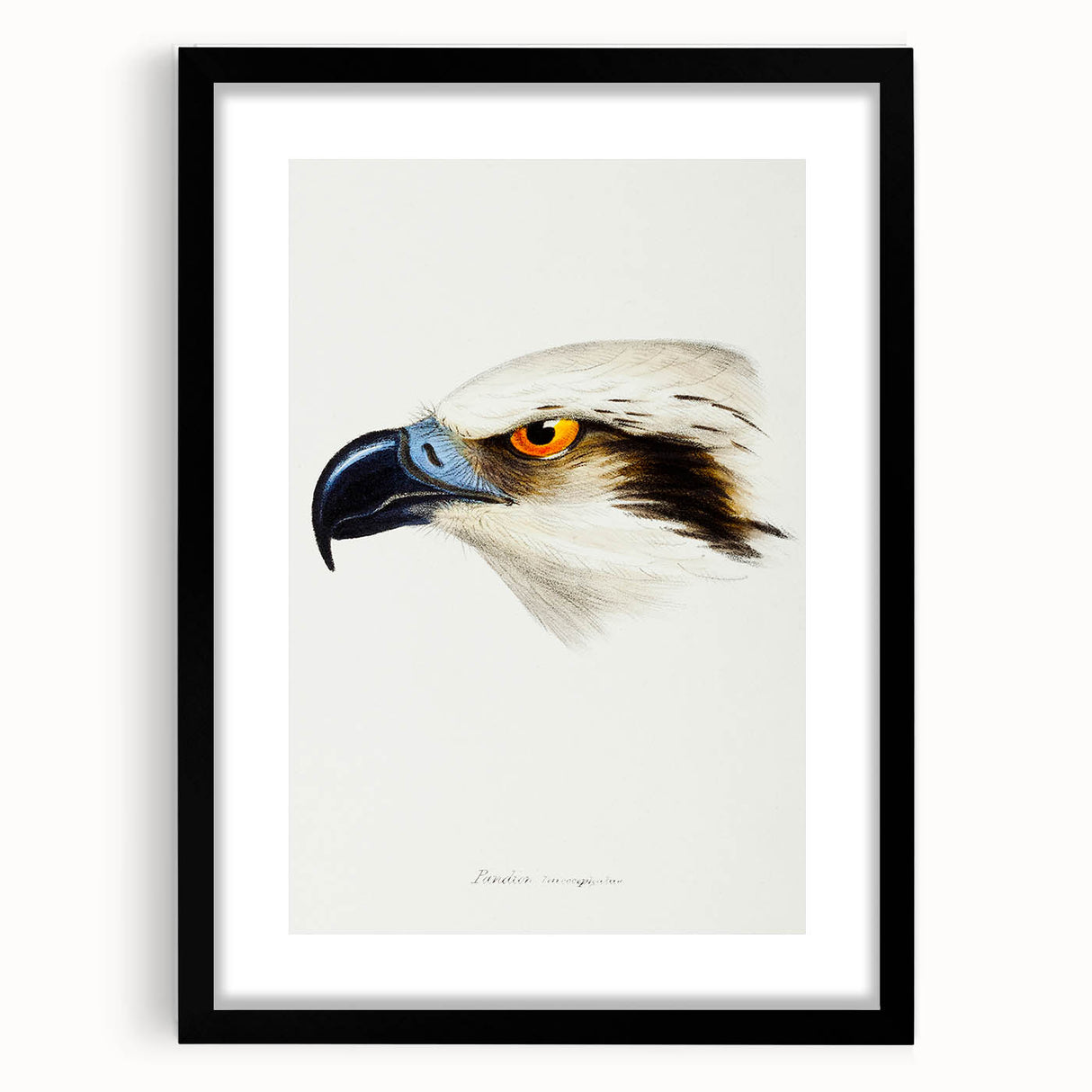 Romanticism Art: White-Headed Osprey Wildlife Illustration