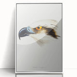 Romanticism Art: White-Headed Osprey Wildlife Illustration
