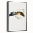 Romanticism Art: White-Headed Osprey Wildlife Illustration