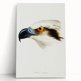 Romanticism Art: White-Headed Osprey Wildlife Illustration