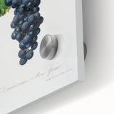 Romanticism Art: Grape Spanna Botanical Illustration