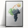 Romanticism Art: Grape Spanna Botanical Illustration