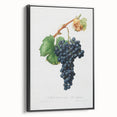 Romanticism Art: Grape Spanna Botanical Illustration