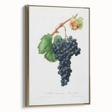 Romanticism Art: Grape Spanna Botanical Illustration