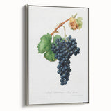 Romanticism Art: Grape Spanna Botanical Illustration