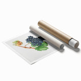 Romanticism Art: Grape Spanna Botanical Illustration