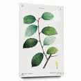 Neoclassical Art Print: Eared Willow by Redouté - Botanical Wall Art