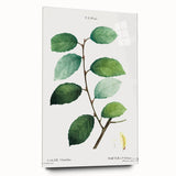 Neoclassical Art Print: Eared Willow by Redouté - Botanical Wall Art