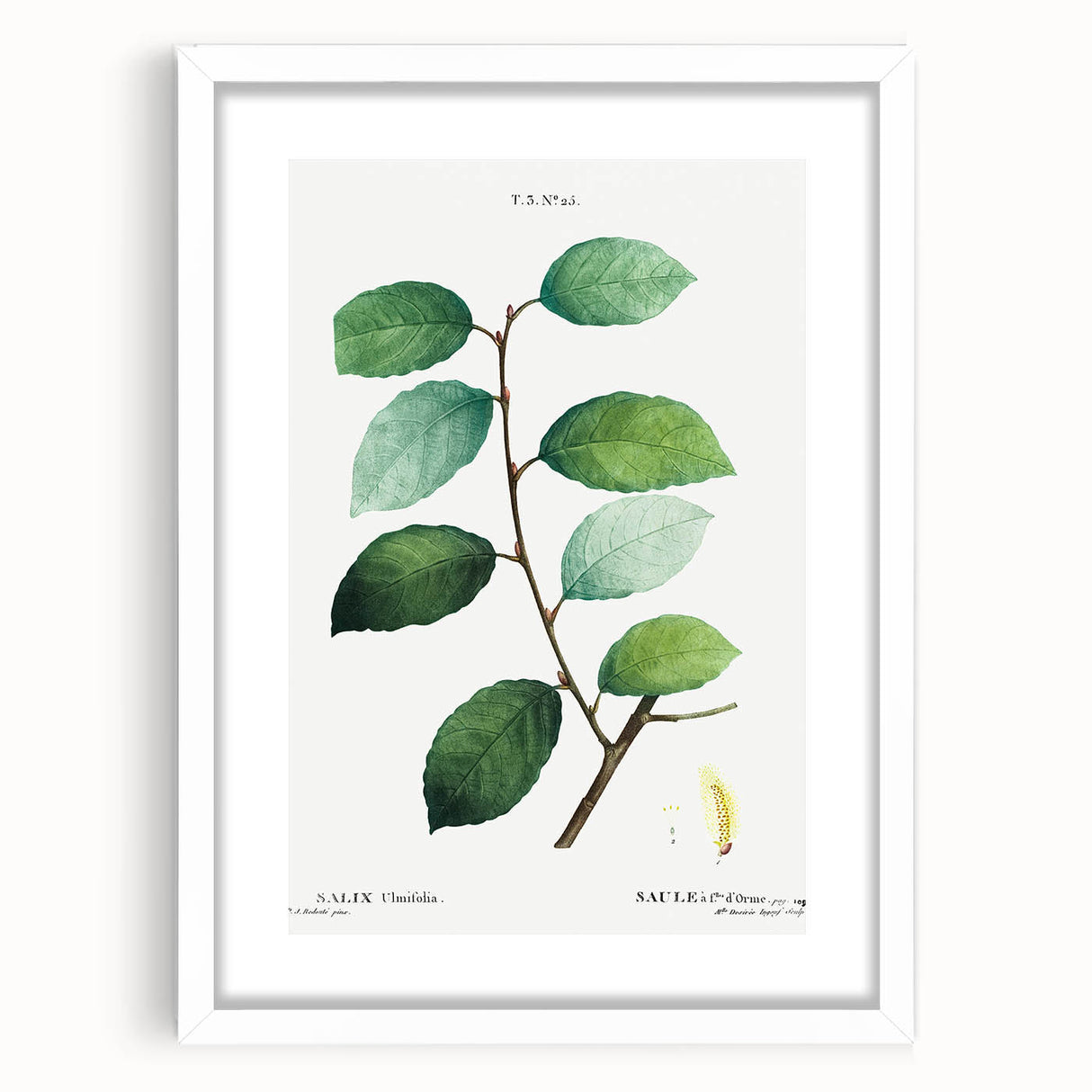 Neoclassical Art Print: Eared Willow by Redouté - Botanical Wall Art
