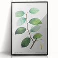 Neoclassical Art Print: Eared Willow by Redouté - Botanical Wall Art