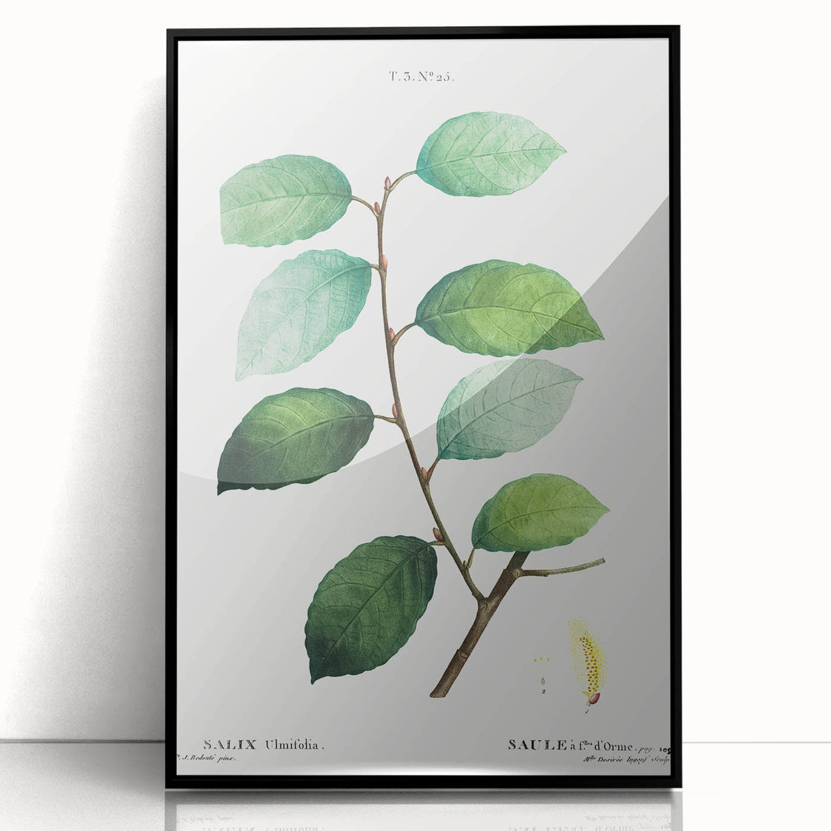 Neoclassical Art Print: Eared Willow by Redouté - Botanical Wall Art