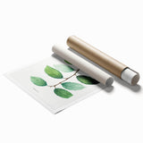 Neoclassical Art Print: Eared Willow by Redouté - Botanical Wall Art