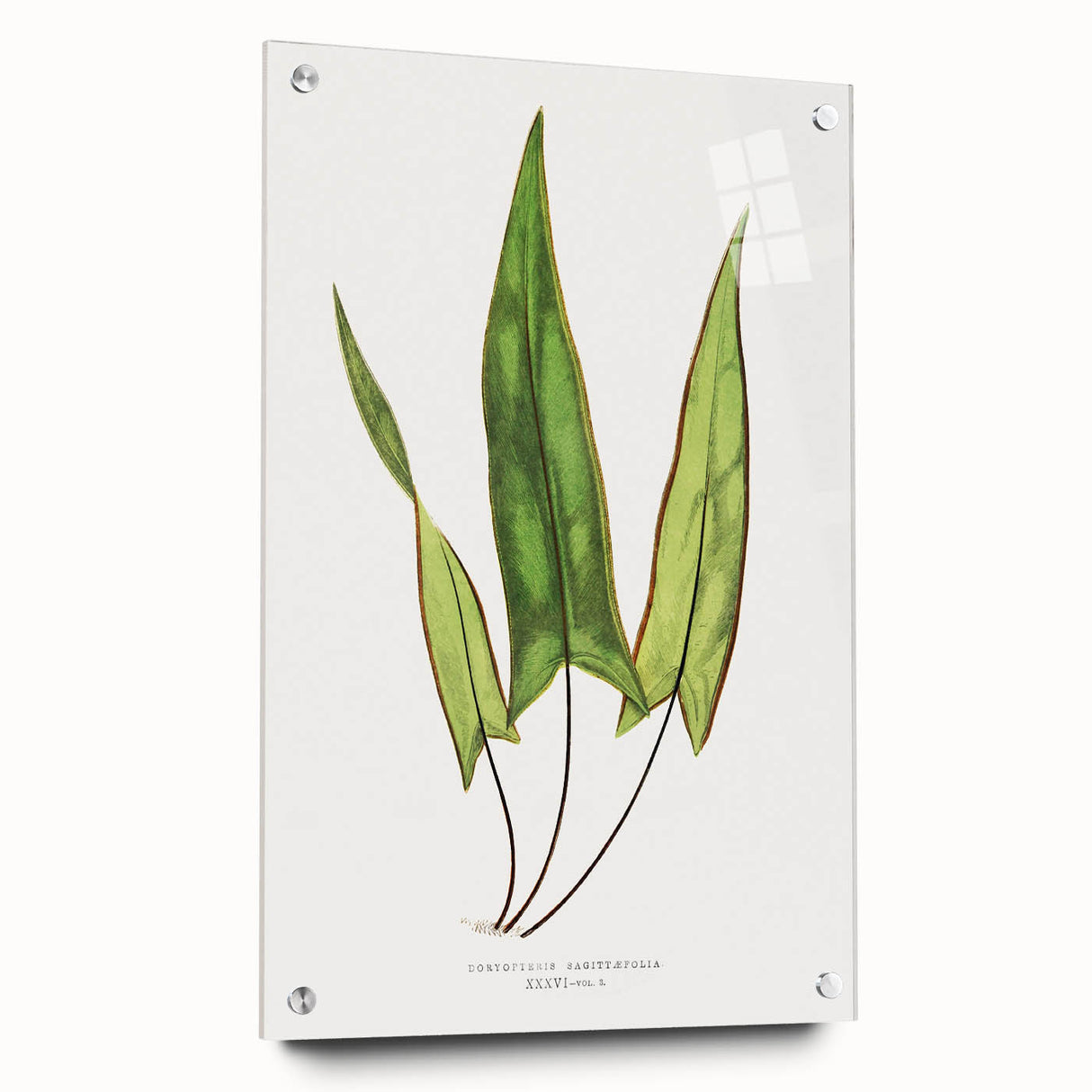 Detailed Art Realism - Doryopteris Sagittaefolia Fern Illustration Print