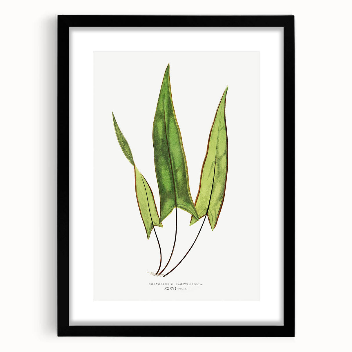 Detailed Art Realism - Doryopteris Sagittaefolia Fern Illustration Print