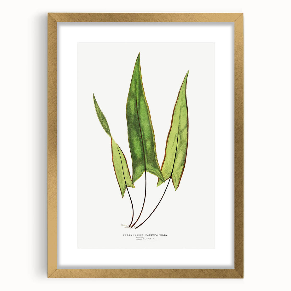 Detailed Art Realism - Doryopteris Sagittaefolia Fern Illustration Print