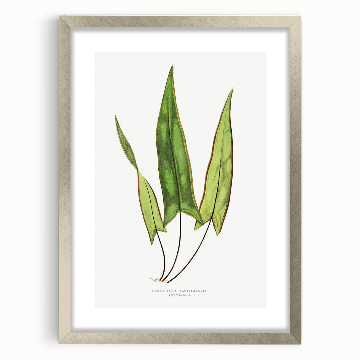 Detailed Art Realism - Doryopteris Sagittaefolia Fern Illustration Print