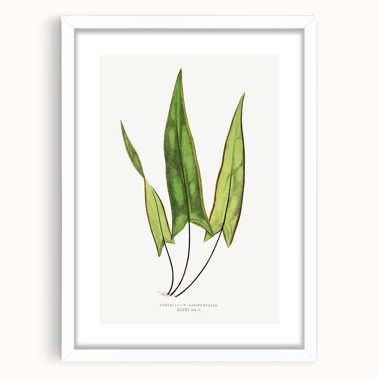 Detailed Art Realism - Doryopteris Sagittaefolia Fern Illustration Print