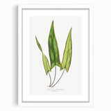 Detailed Art Realism - Doryopteris Sagittaefolia Fern Illustration Print