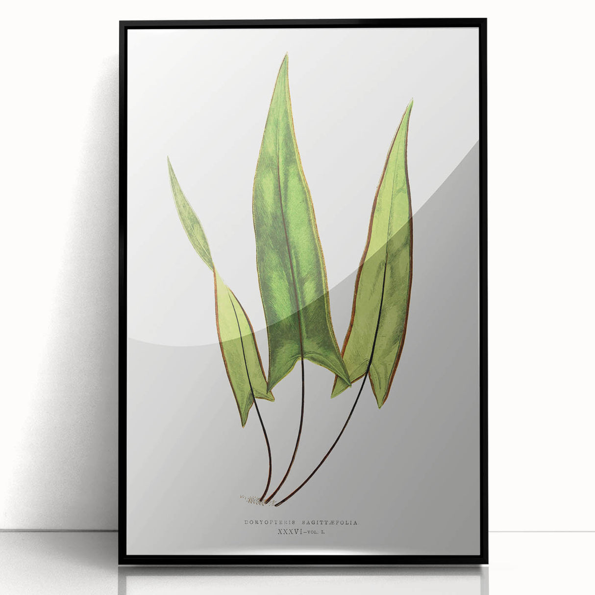 Detailed Art Realism - Doryopteris Sagittaefolia Fern Illustration Print