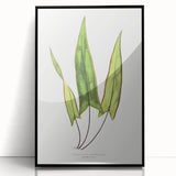 Detailed Art Realism - Doryopteris Sagittaefolia Fern Illustration Print