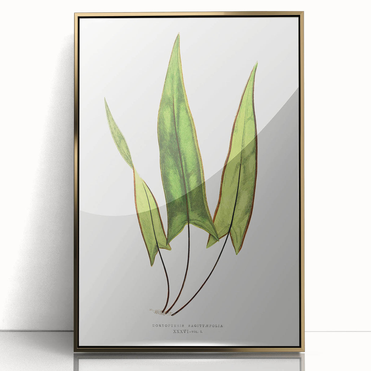 Detailed Art Realism - Doryopteris Sagittaefolia Fern Illustration Print