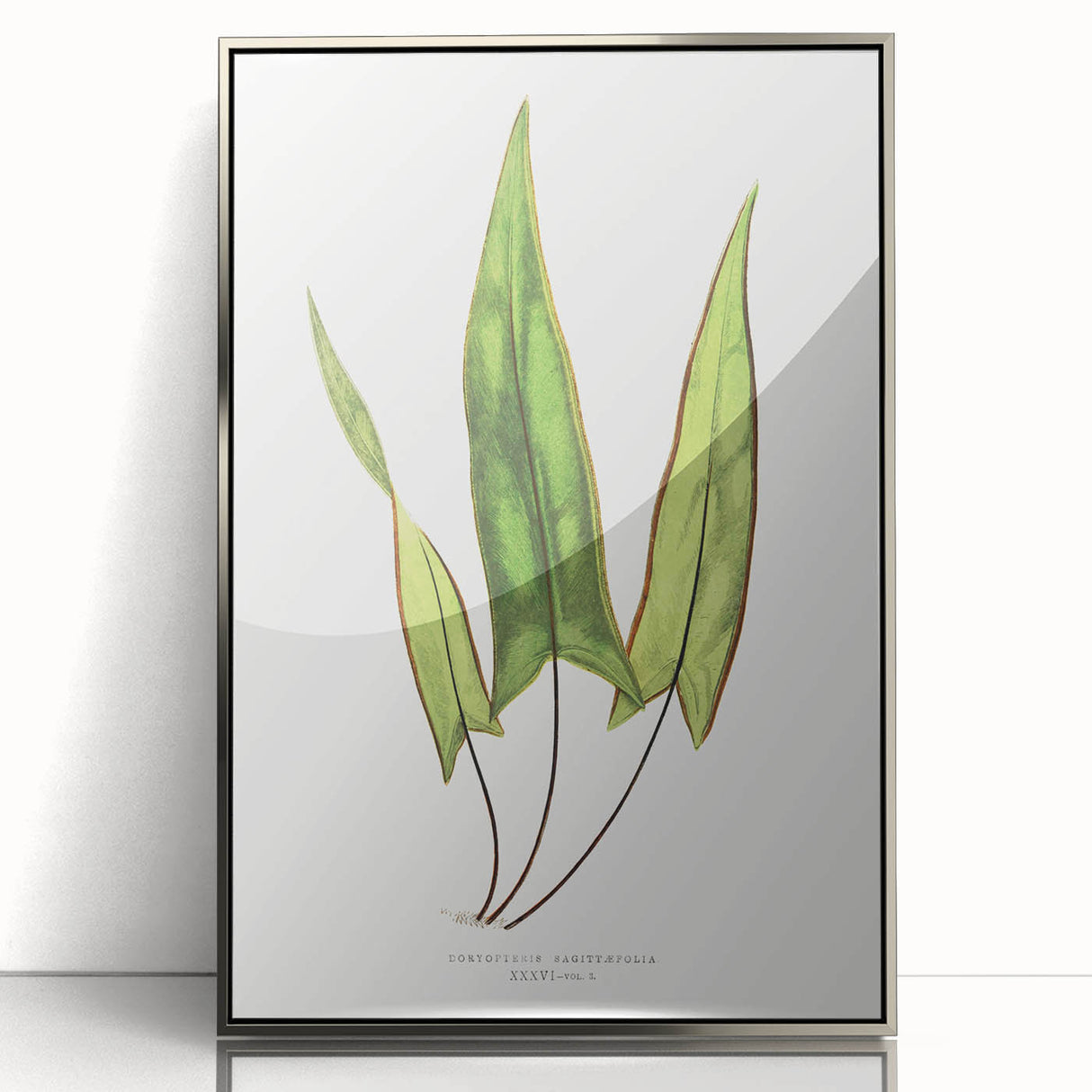 Detailed Art Realism - Doryopteris Sagittaefolia Fern Illustration Print