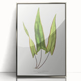 Detailed Art Realism - Doryopteris Sagittaefolia Fern Illustration Print