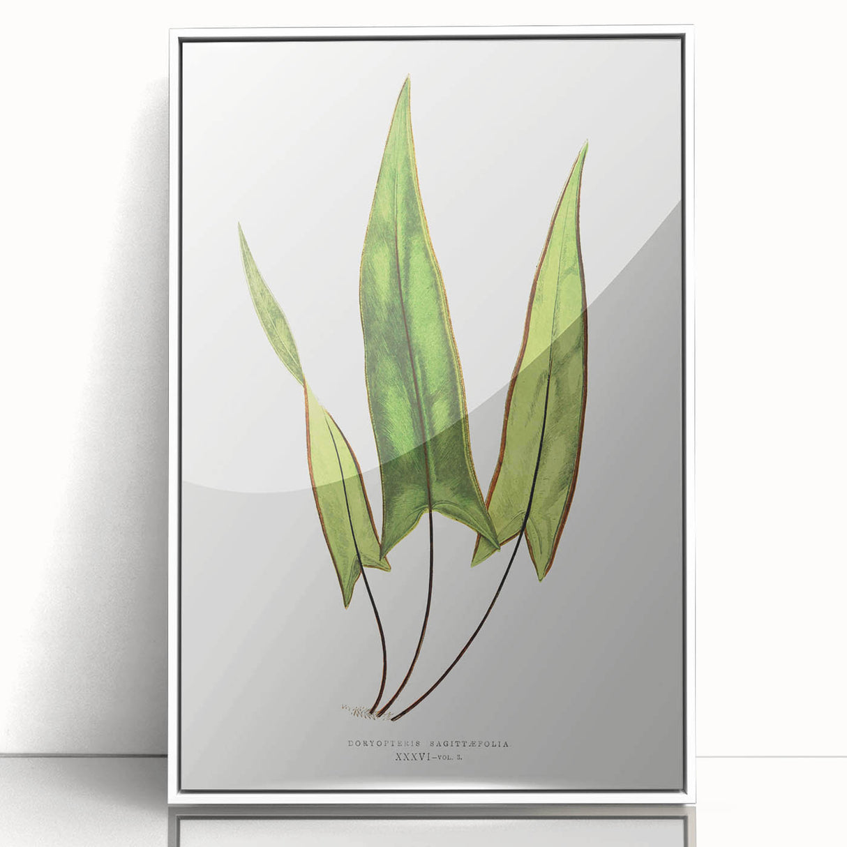 Detailed Art Realism - Doryopteris Sagittaefolia Fern Illustration Print