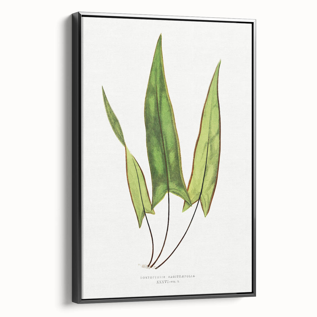Detailed Art Realism - Doryopteris Sagittaefolia Fern Illustration Print