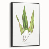 Detailed Art Realism - Doryopteris Sagittaefolia Fern Illustration Print