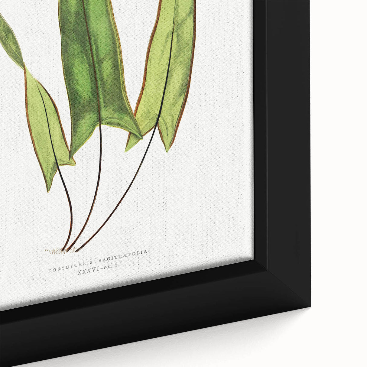 Detailed Art Realism - Doryopteris Sagittaefolia Fern Illustration Print