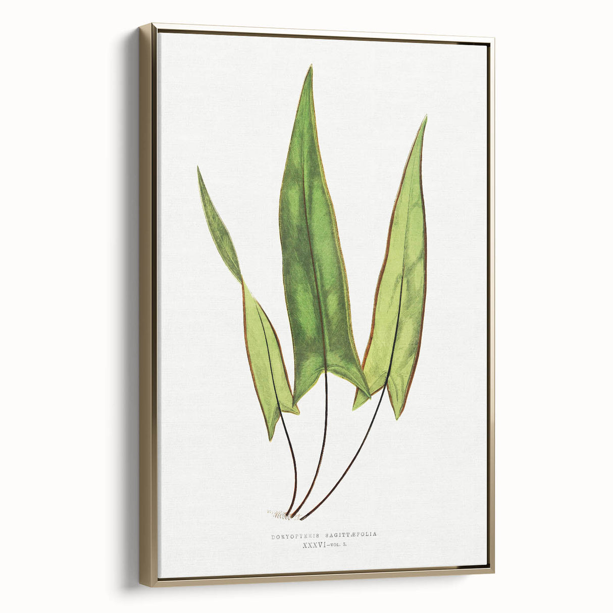 Detailed Art Realism - Doryopteris Sagittaefolia Fern Illustration Print