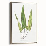 Detailed Art Realism - Doryopteris Sagittaefolia Fern Illustration Print