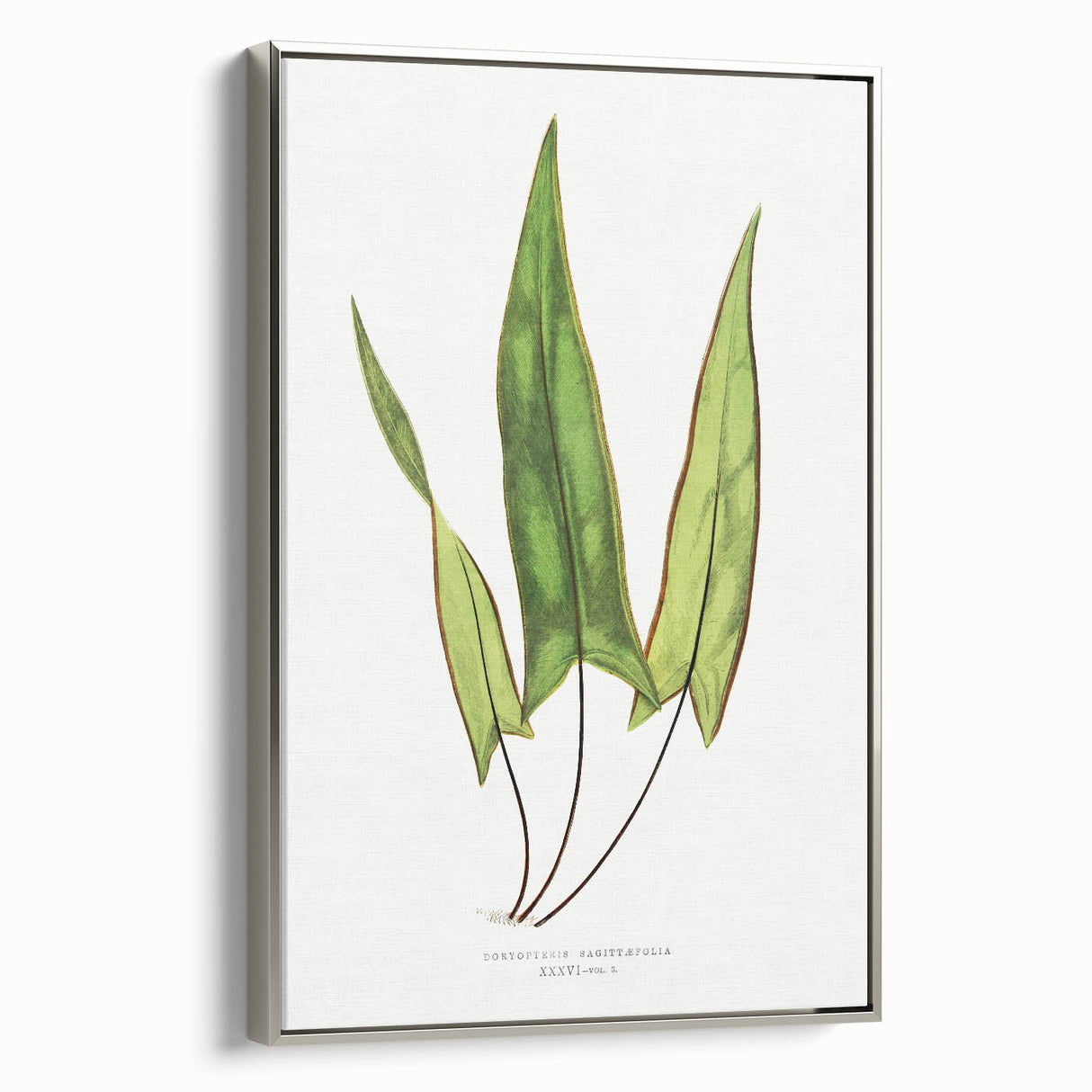 Detailed Art Realism - Doryopteris Sagittaefolia Fern Illustration Print