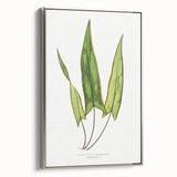 Detailed Art Realism - Doryopteris Sagittaefolia Fern Illustration Print