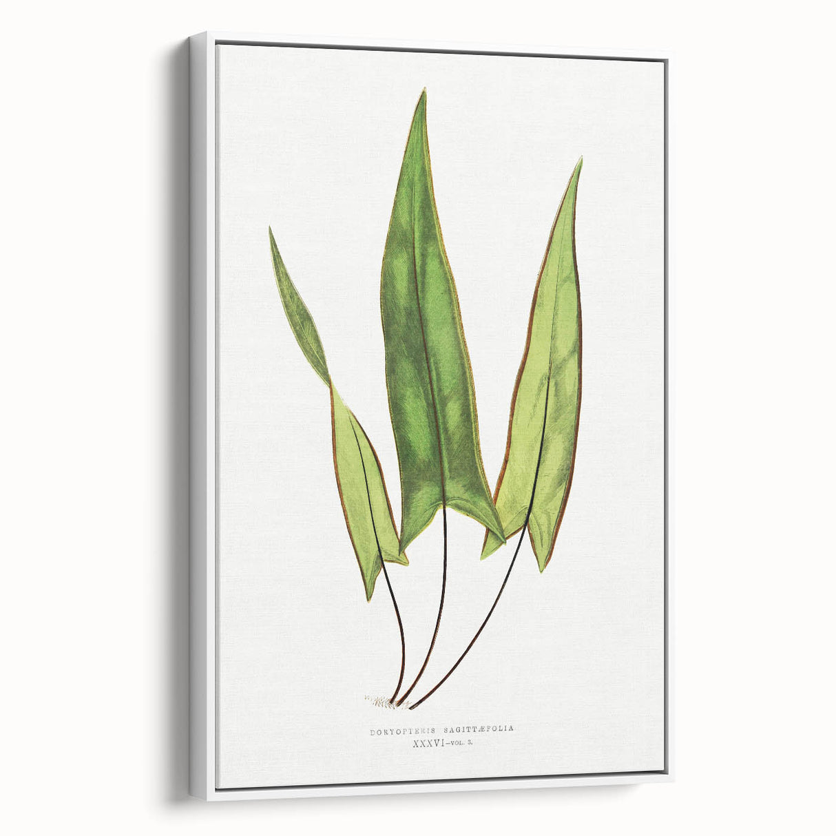 Detailed Art Realism - Doryopteris Sagittaefolia Fern Illustration Print