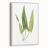Detailed Art Realism - Doryopteris Sagittaefolia Fern Illustration Print