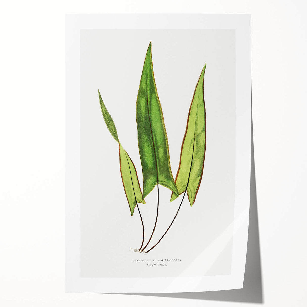 Detailed Art Realism - Doryopteris Sagittaefolia Fern Illustration Print