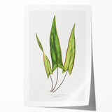 Detailed Art Realism - Doryopteris Sagittaefolia Fern Illustration Print