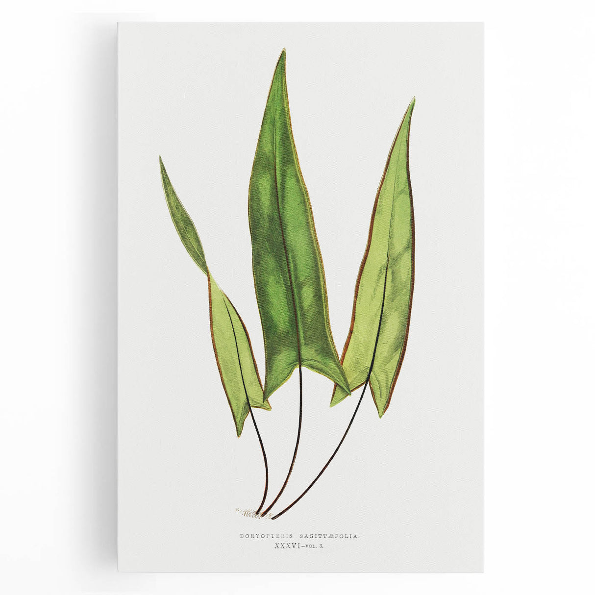 Detailed Art Realism - Doryopteris Sagittaefolia Fern Illustration Print