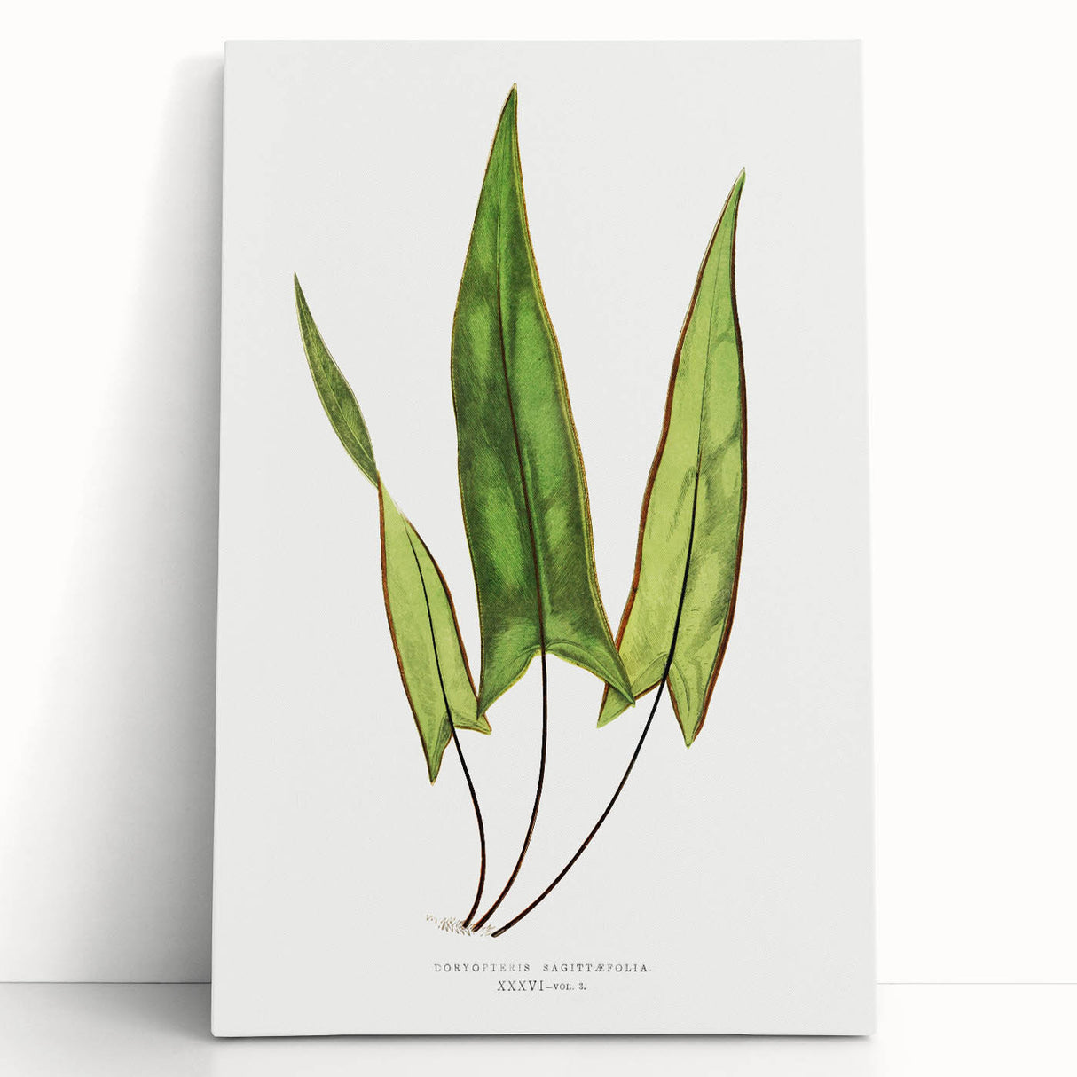 Detailed Art Realism - Doryopteris Sagittaefolia Fern Illustration Print