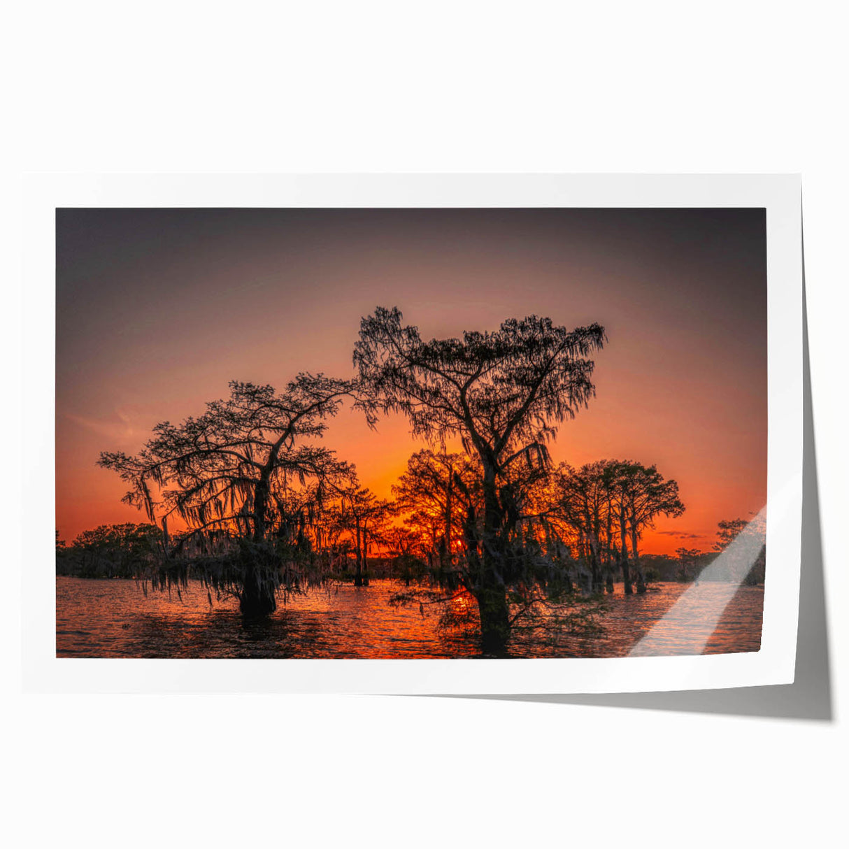 Extra large rolled print of Louisiana scenery with vibrant floral elements, ideal for art wall dining room.
