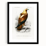 Romanticism Art: Eastern Imperial Eagle Illustration