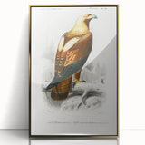 Romanticism Art: Eastern Imperial Eagle Illustration